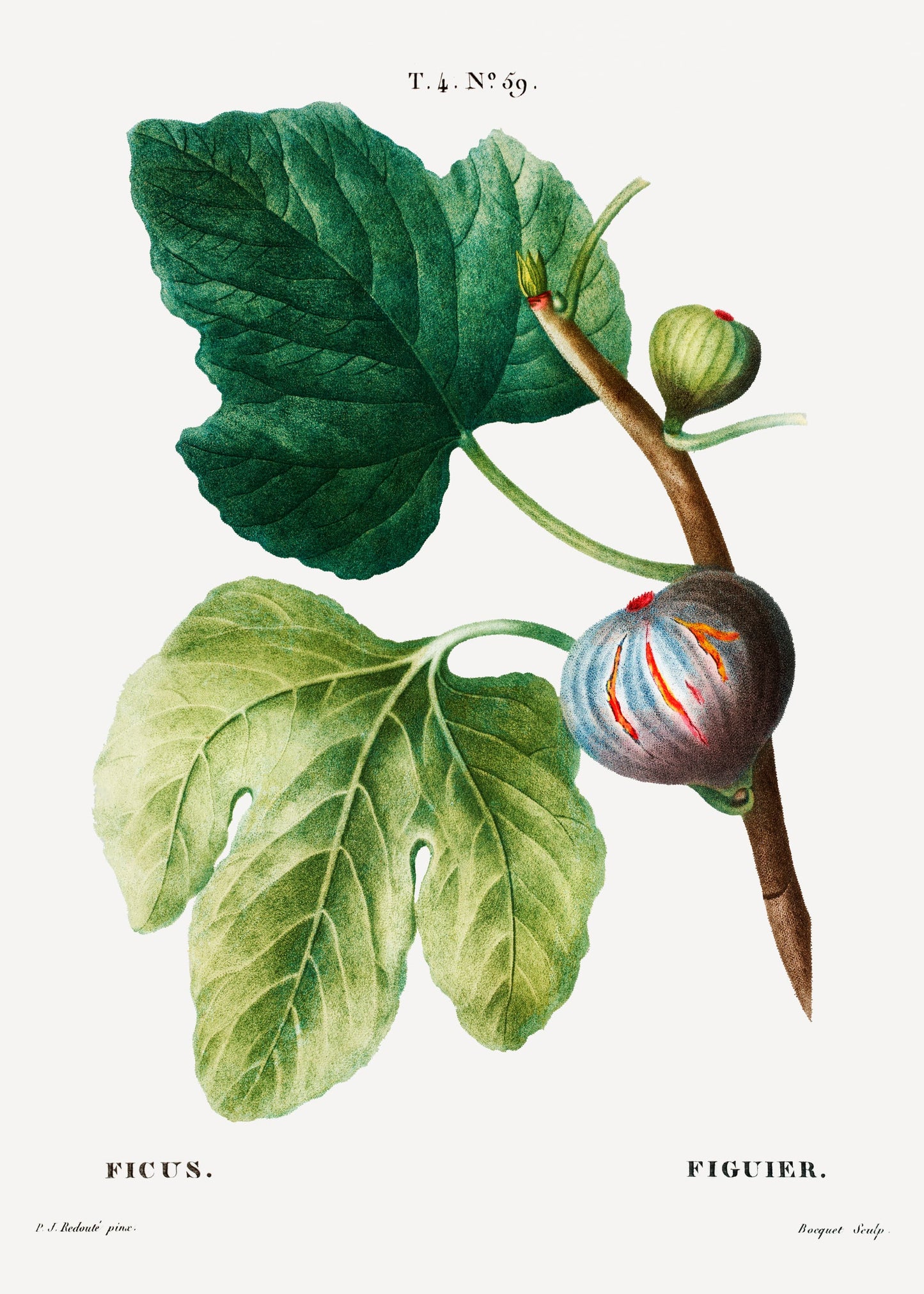 Illustration of a fig plant with leaves and figs on a white background