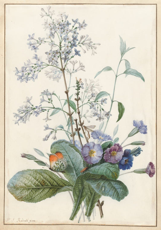 High-quality Giclée reproduction of Pierre-Joseph Redouté's Floral Bouquet, showing a watercolor of lilac and purple primrose flowers with a small butterfly, 1800s French botanical art.