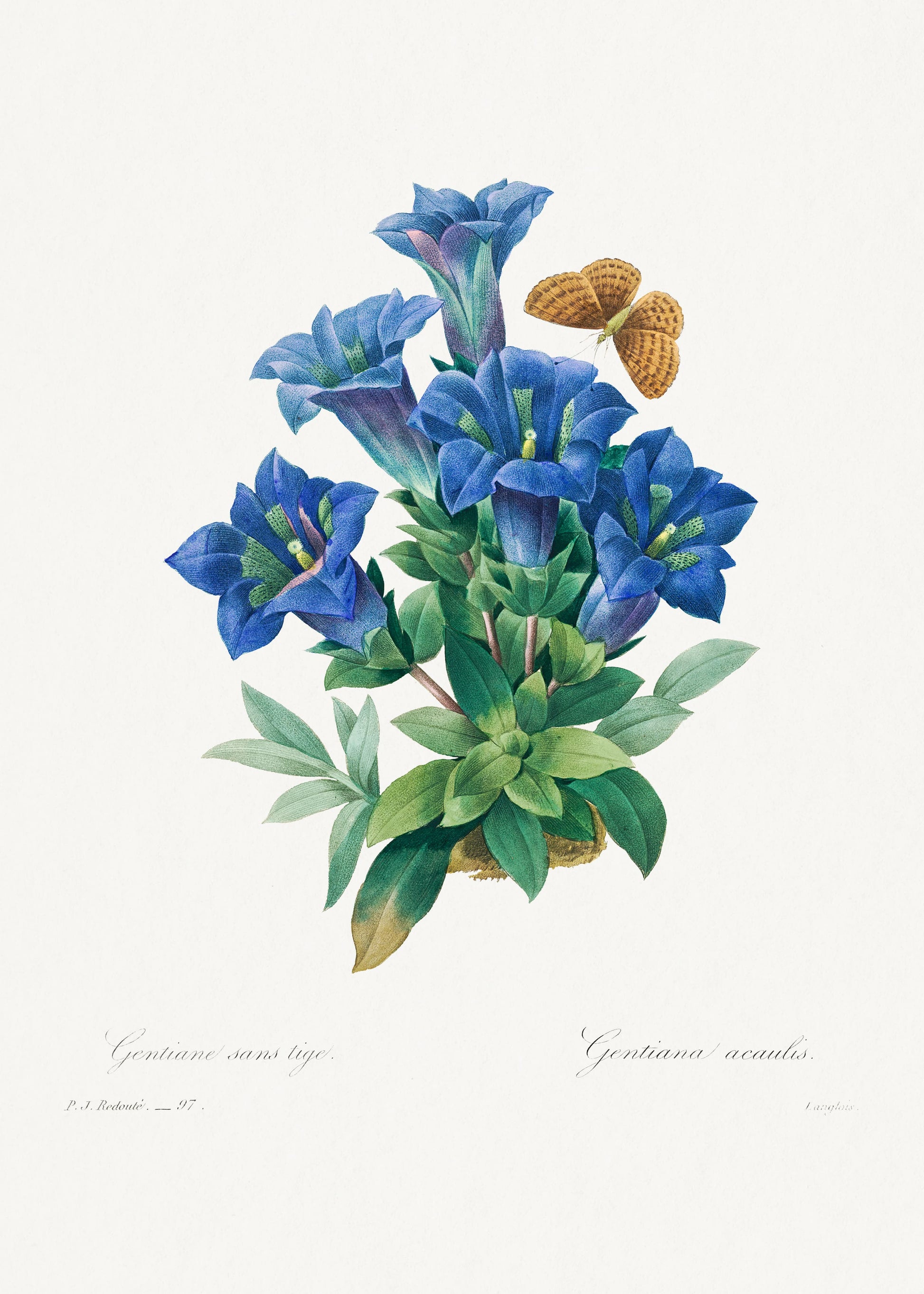 Illustration of blue gentian flowers with green leaves on a white background
