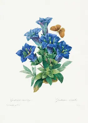 Museum-quality Giclée reproduction of Pierre-Joseph Redouté's 19th-century botanical illustration of Gentiana Acaulis (Stemless Gentian), featuring a cluster of deep blue flowers and a brown butterfly.