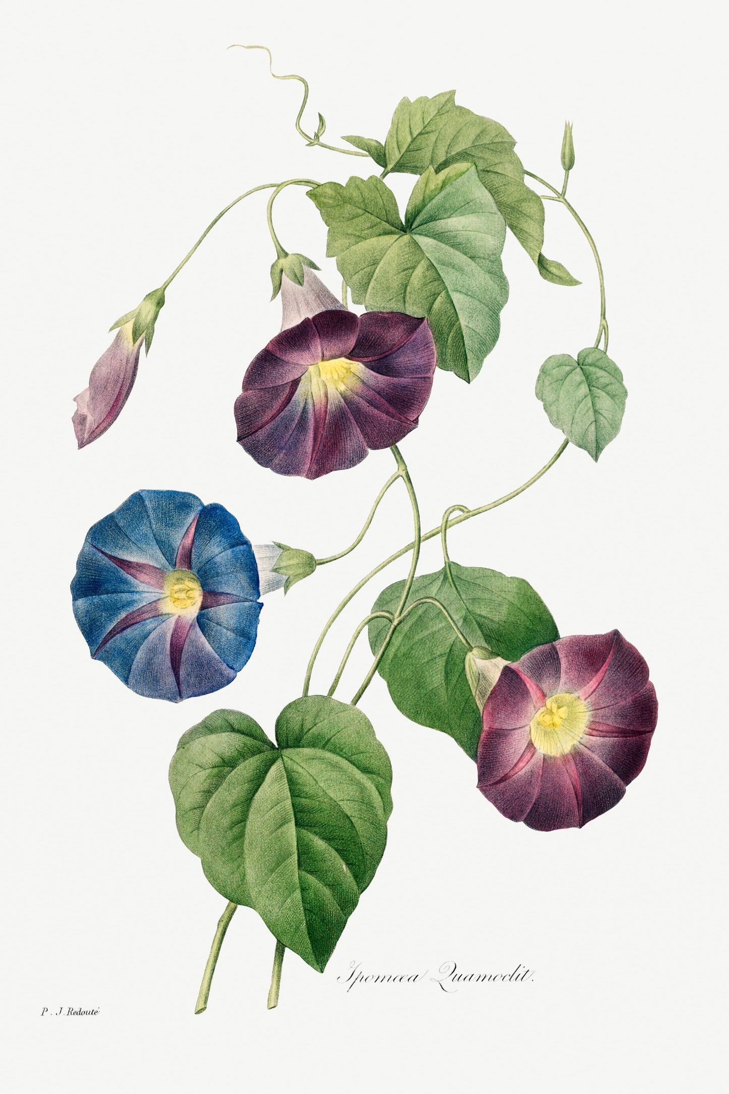Illustration of morning glory flowers with green leaves on a white background