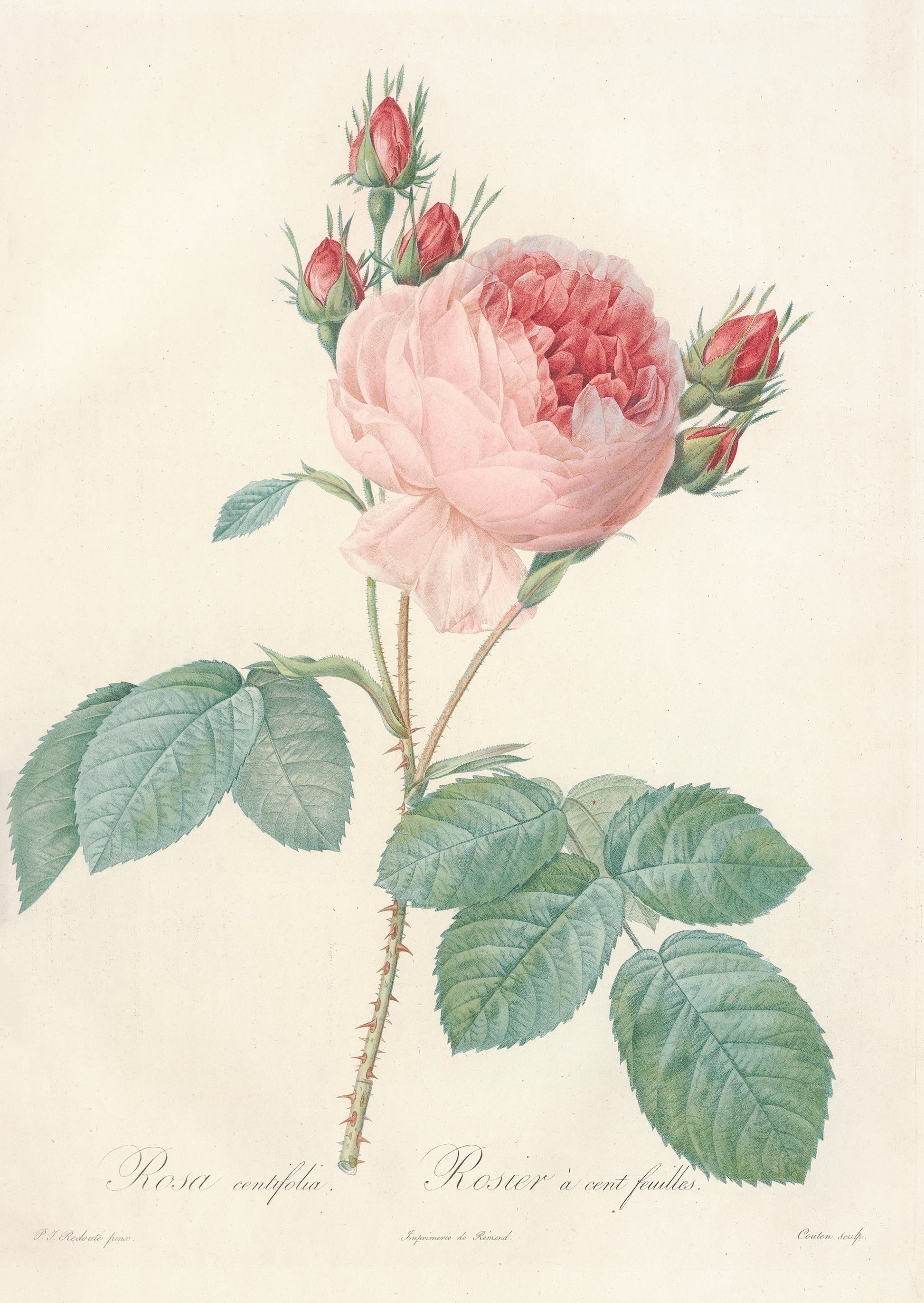 Botanical illustration of a pink rose with green leaves on a beige background