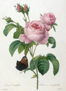 Museum-quality Giclée reproduction of Pierre-Joseph Redouté's iconic 19th-century 'Rosa Centifolia' (Cabbage Rose) print from the Les Roses series, featuring a light pink flower, buds, and a butterfly.