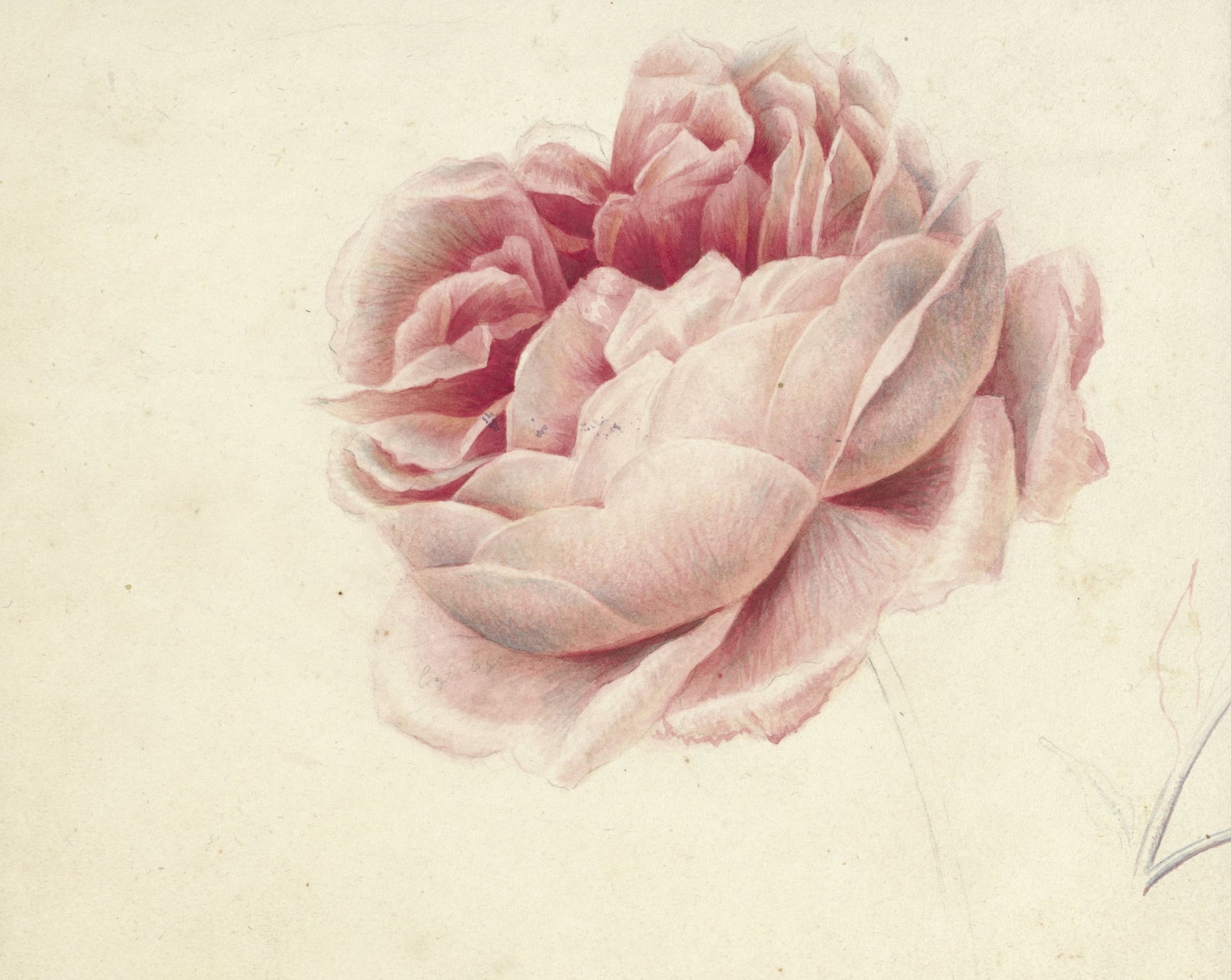 Detailed illustration of a pink flower on a beige background