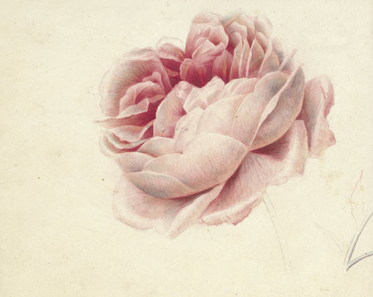 Detailed illustration of a pink flower on a beige background