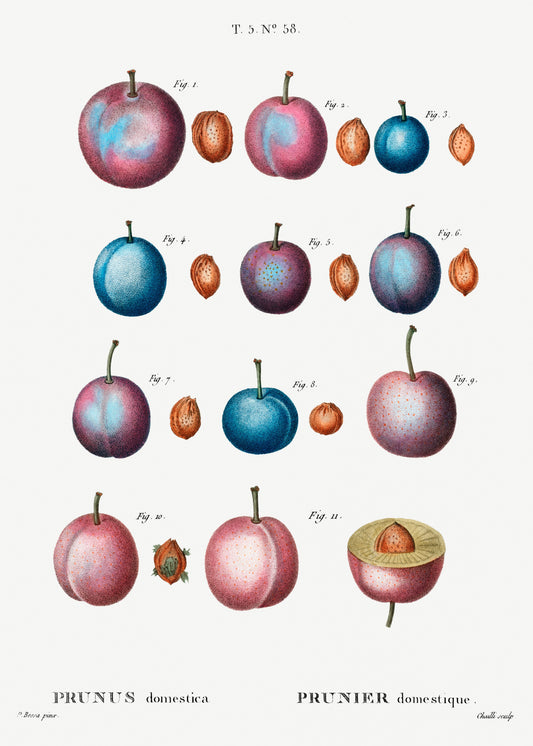 Illustration of plums with various views and a cross-section on a white background