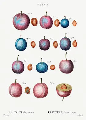 An illustration of plums with various stages of ripening on a white background.