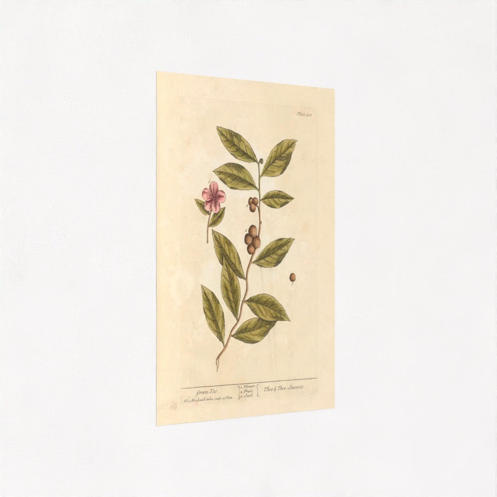 Green tea plant (1739) | Elizabeth Blackwell