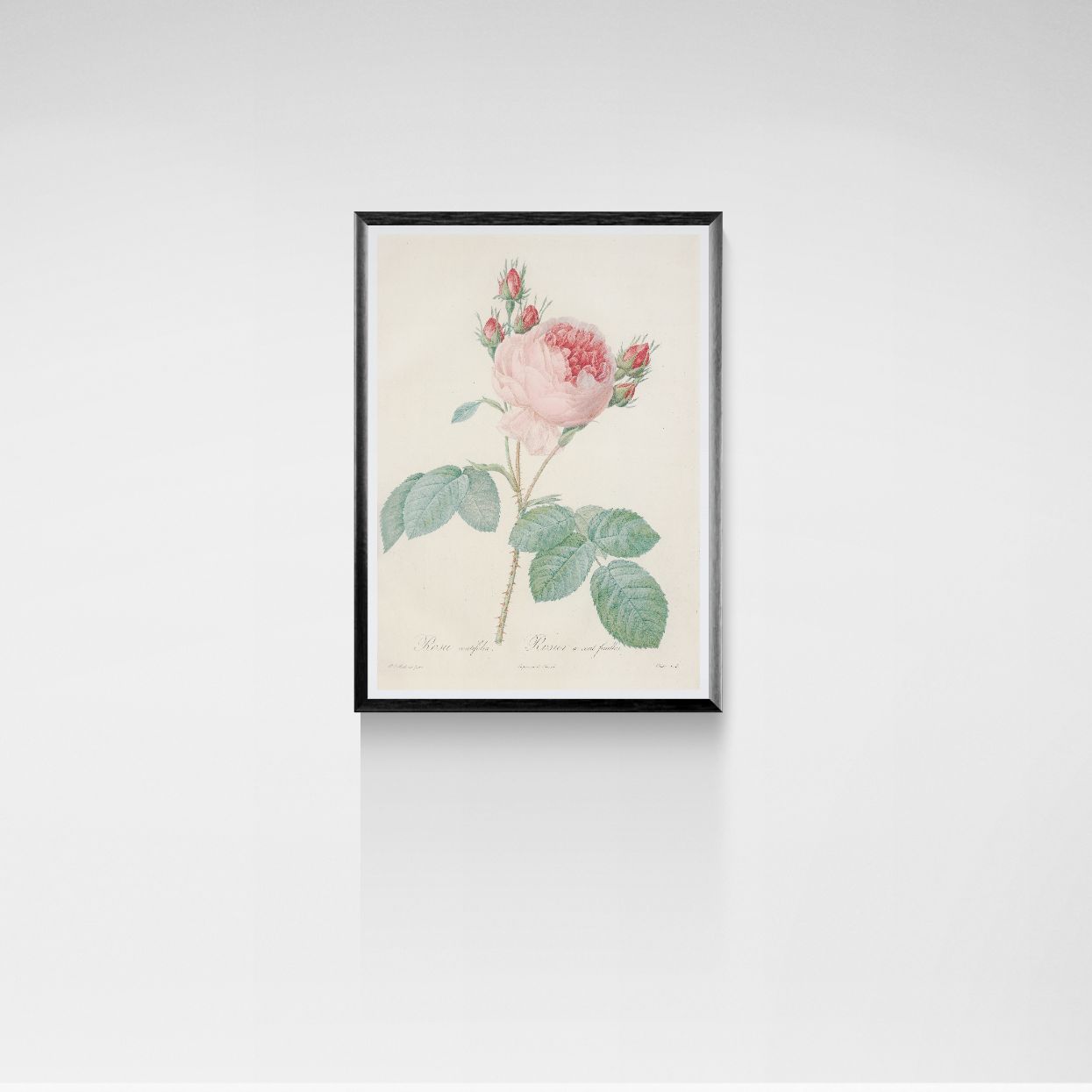 Framed botanical print of a pink flower on a white wall