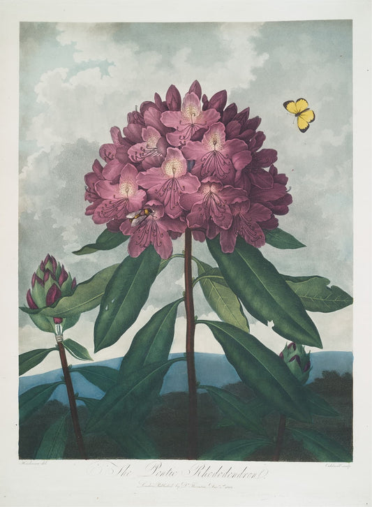 Museum-quality Giclée reproduction of Robert John Thornton's dramatic 'Pontic Rhododendron' print from The Temple of Flora, featuring a large pink flower and a butterfly on a stormy sky background.