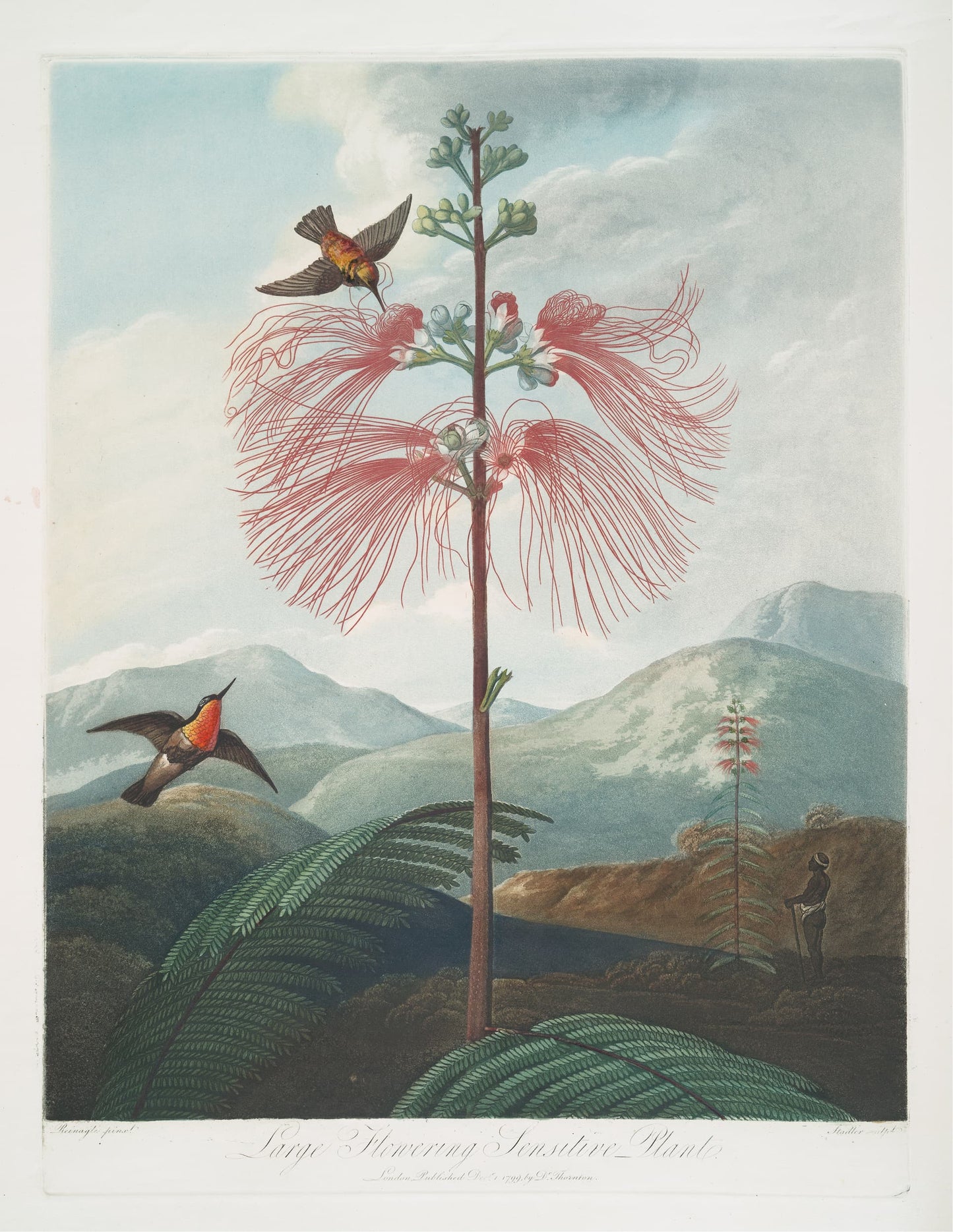 Illustration of a tropical landscape with a large flowering plant and birds.