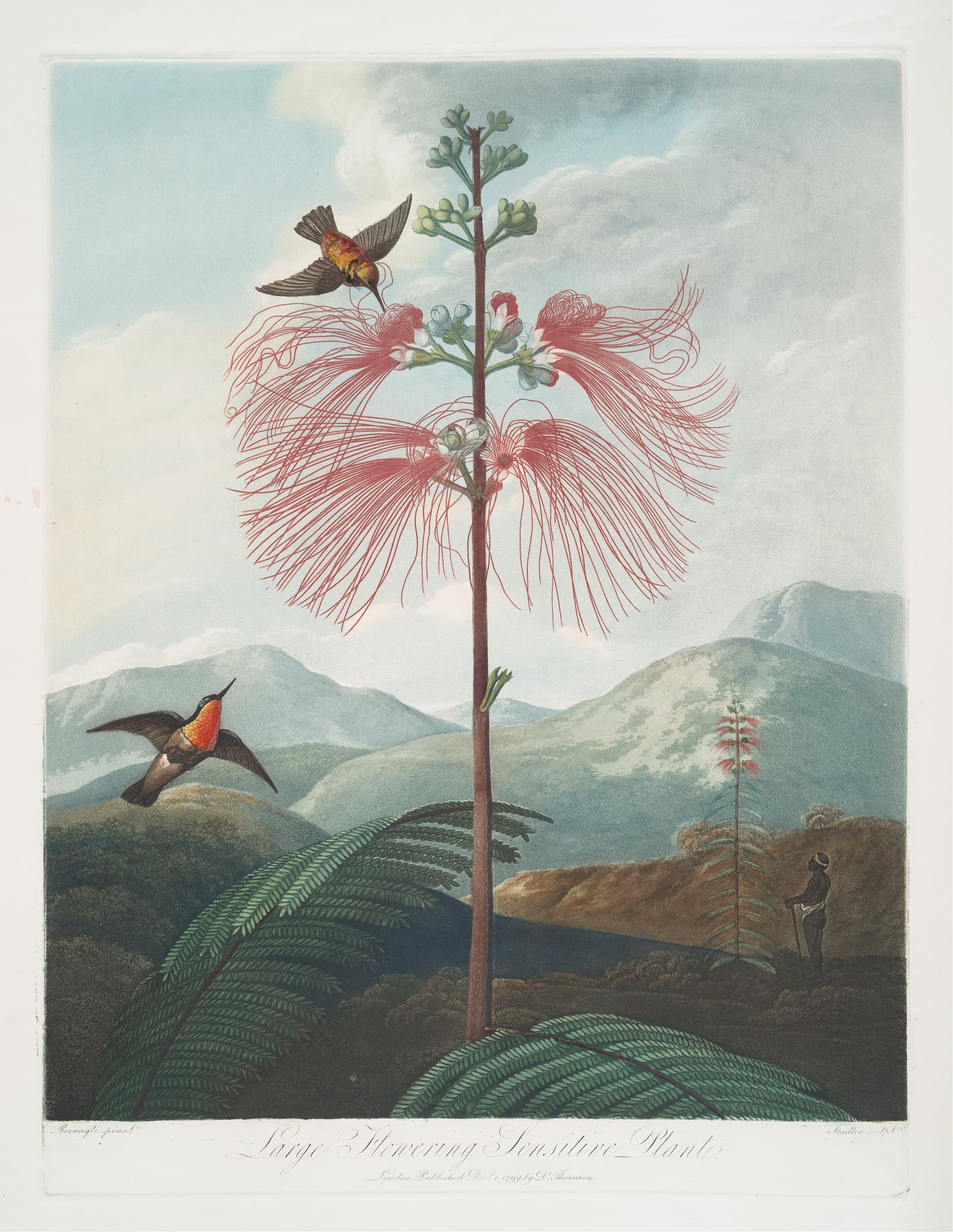 Illustration of a tropical landscape with a large flowering plant and birds.