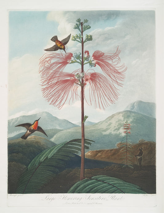 Illustration of a tropical landscape with a large flowering plant and birds.