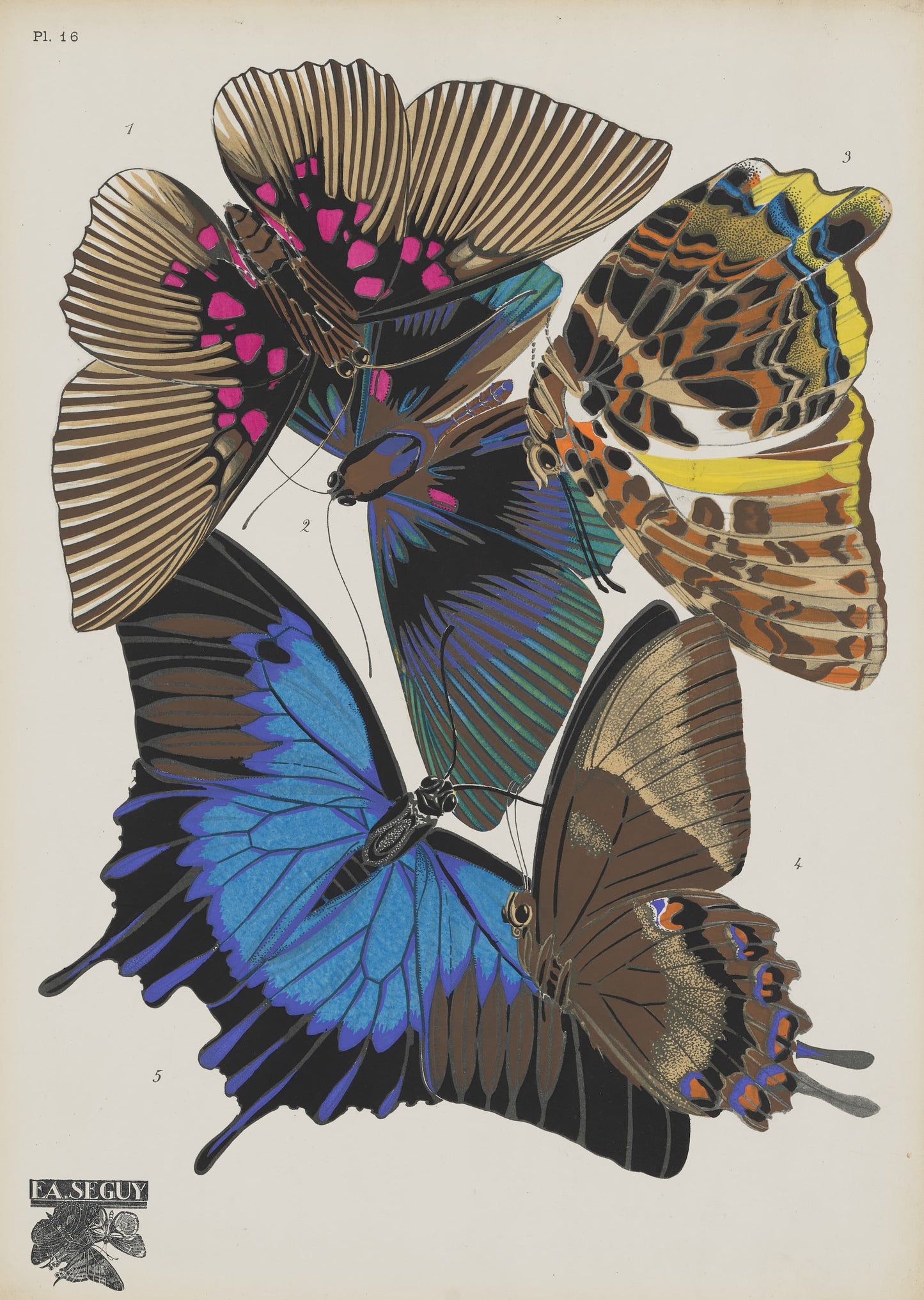 E A Seguy butterflies Illustration with a focus on their wings.