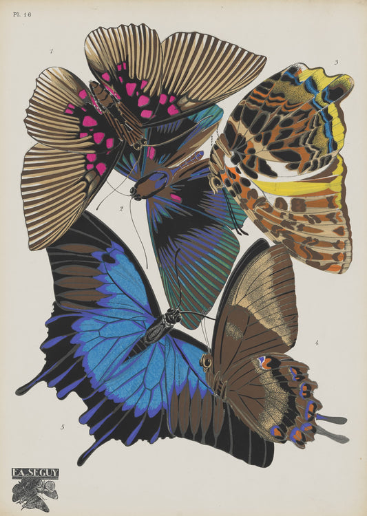 E A Seguy butterflies Illustration with a focus on their wings.
