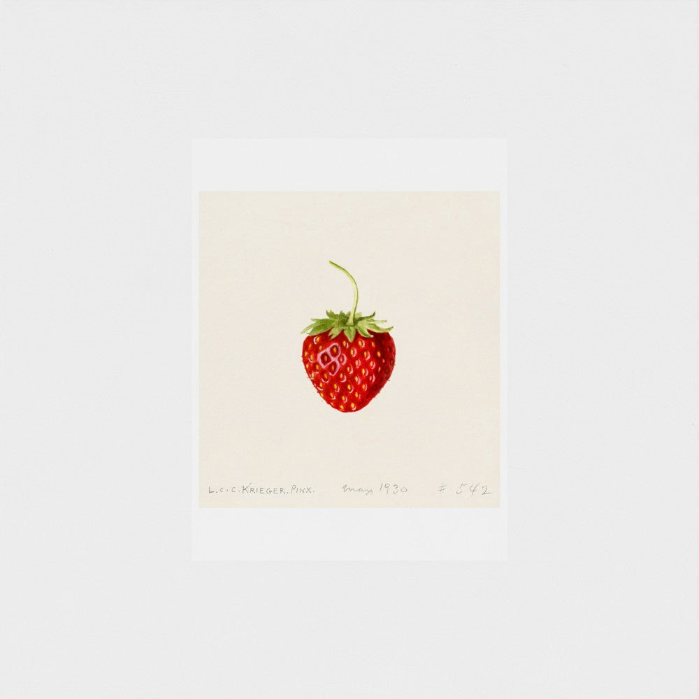 Illustration of a strawberry on a beige background