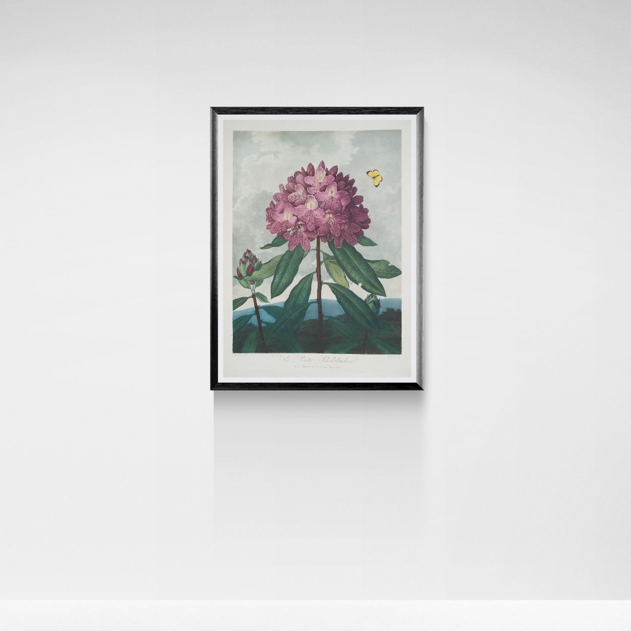 Framed artwork of a pink flower with green leaves on a white wall