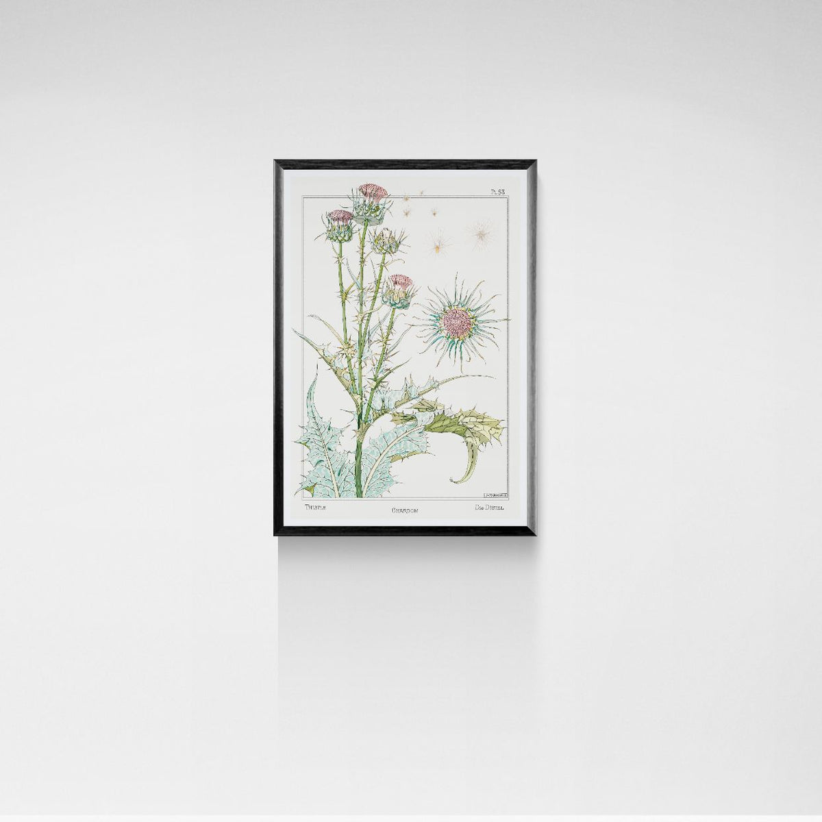 Framed botanical illustration on a white wall