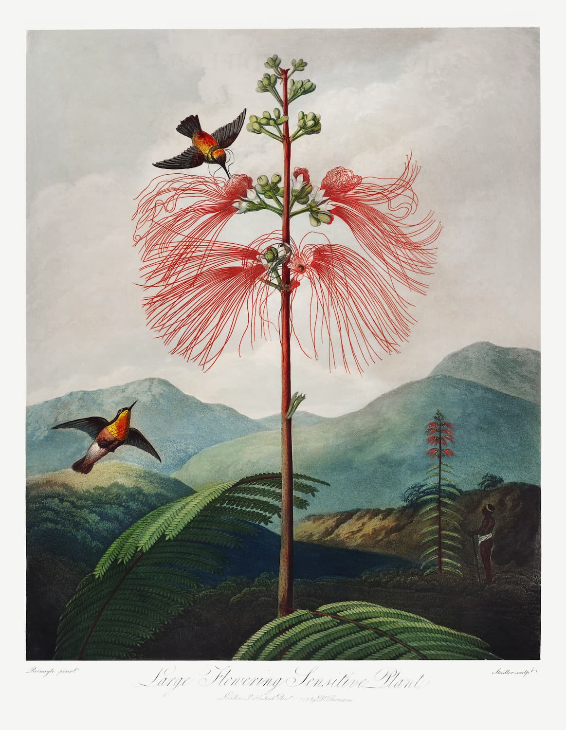 Museum-quality Giclée reproduction of Dr. Thornton's 'Large Flowering Sensitive Plant' from The Temple of Flora, featuring a towering red flower, two hummingbirds, and a dramatic, misty landscape background.