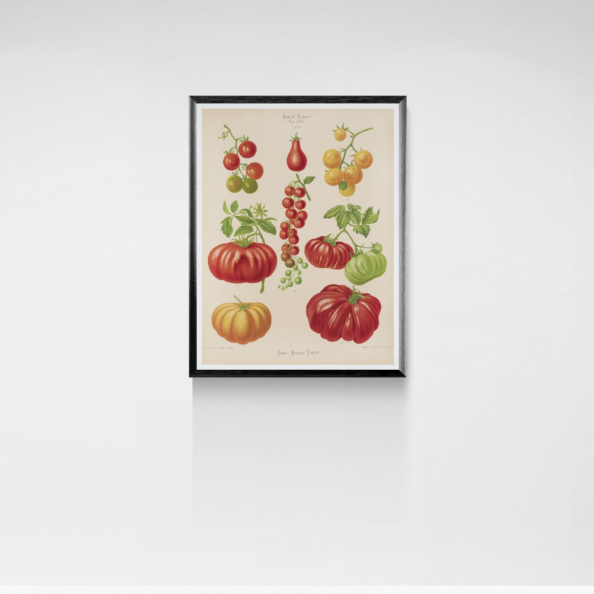 Framed botanical print of fruits and vegetables on a white wall