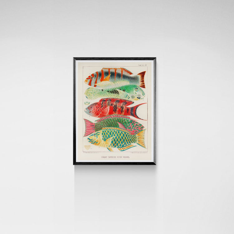 Framed artwork of colorful fish on a white wall