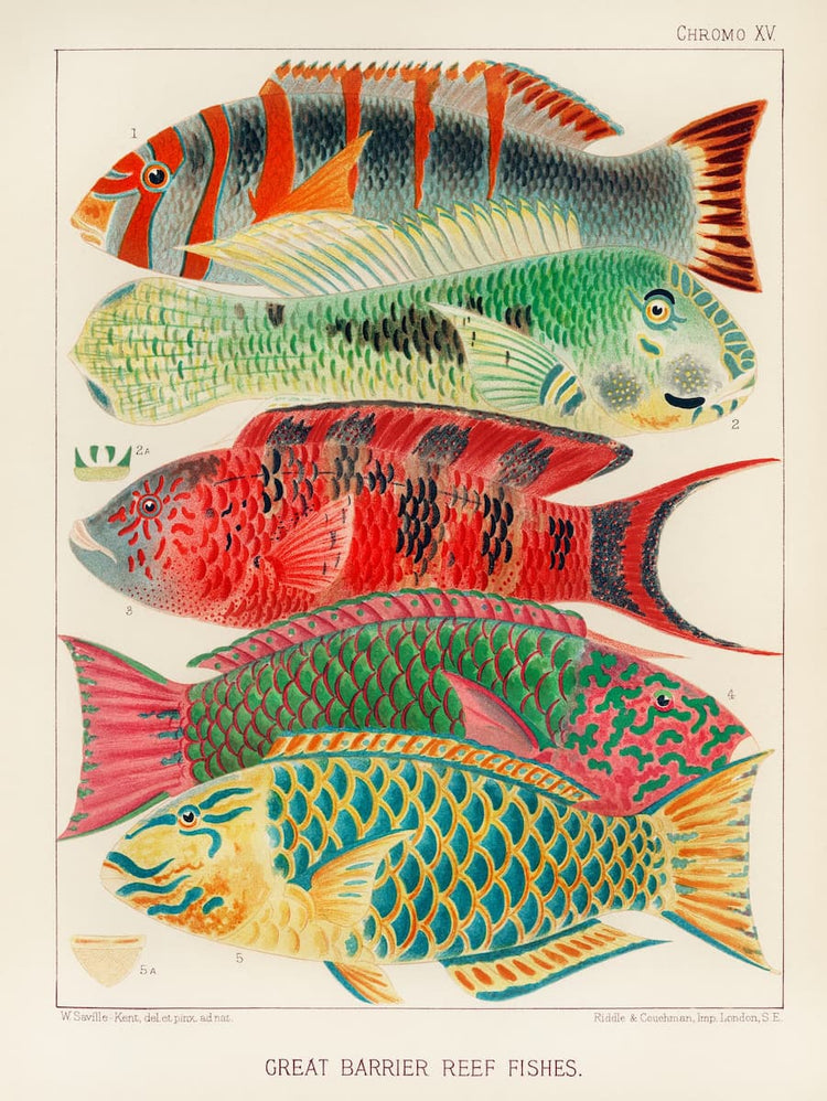Tropical fish print | William Saville-Kent "Great Barrier Reef Fishes" (1893) | Antique Marine Biology Illustration | Vibrant Vintage Coastal Home Decor