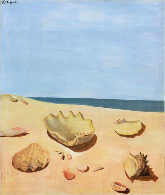 Seashells on a sandy beach with a blue sky in the background