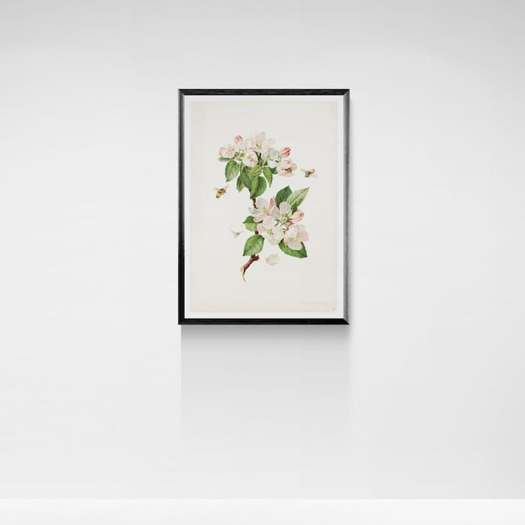 Vintage bee prints - Apple Blossom Botanical Art (1900s) Giclée Reproduction