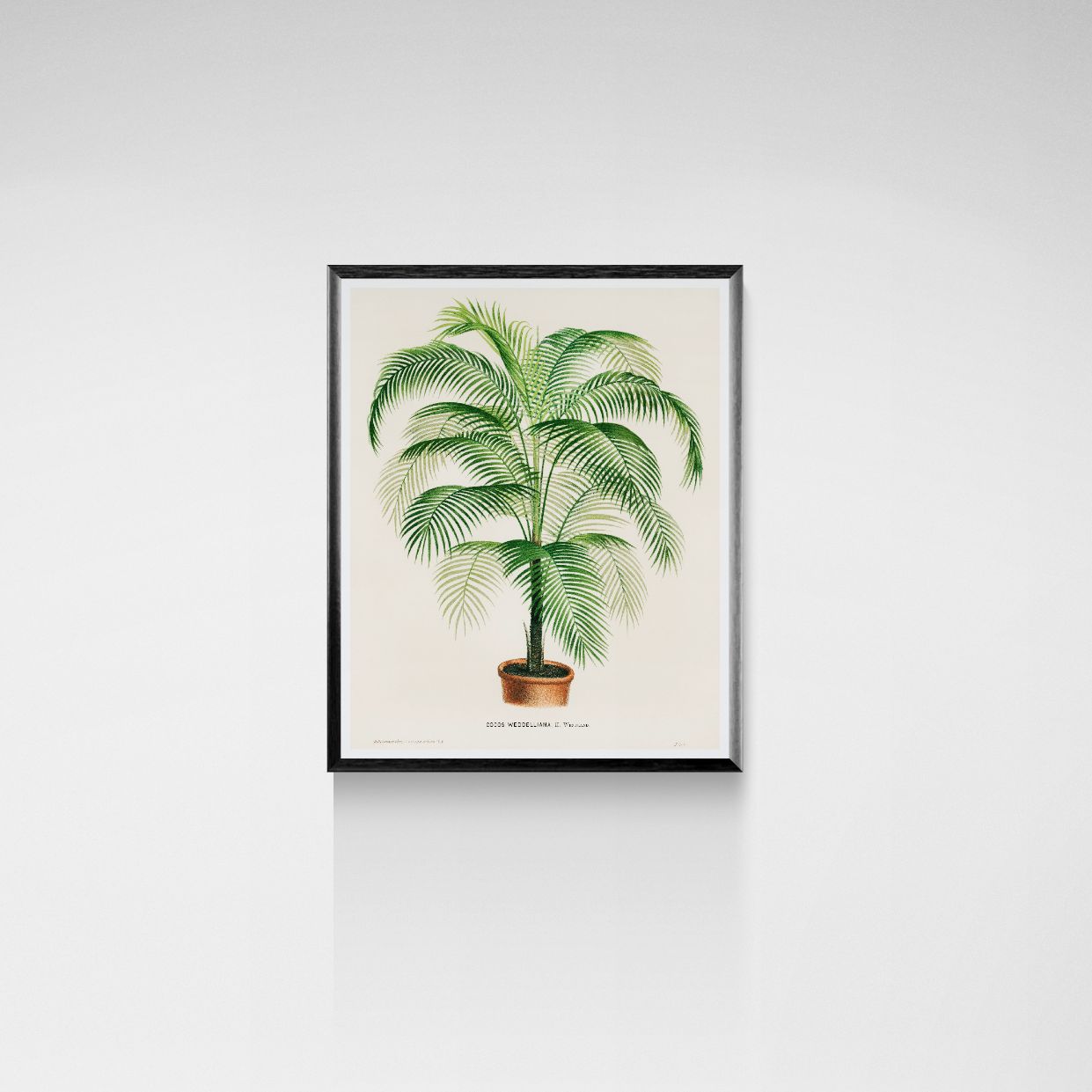 Framed botanical print of a palm tree on a white wall