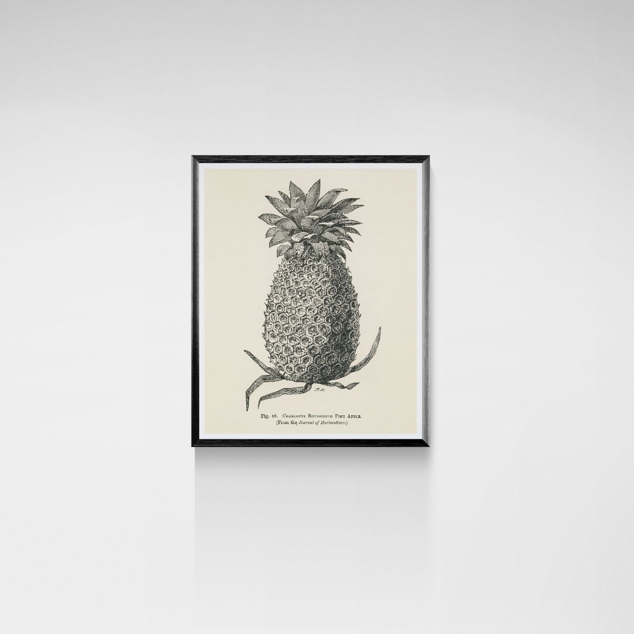 Framed botanical illustration of a pineapple on a white wall
