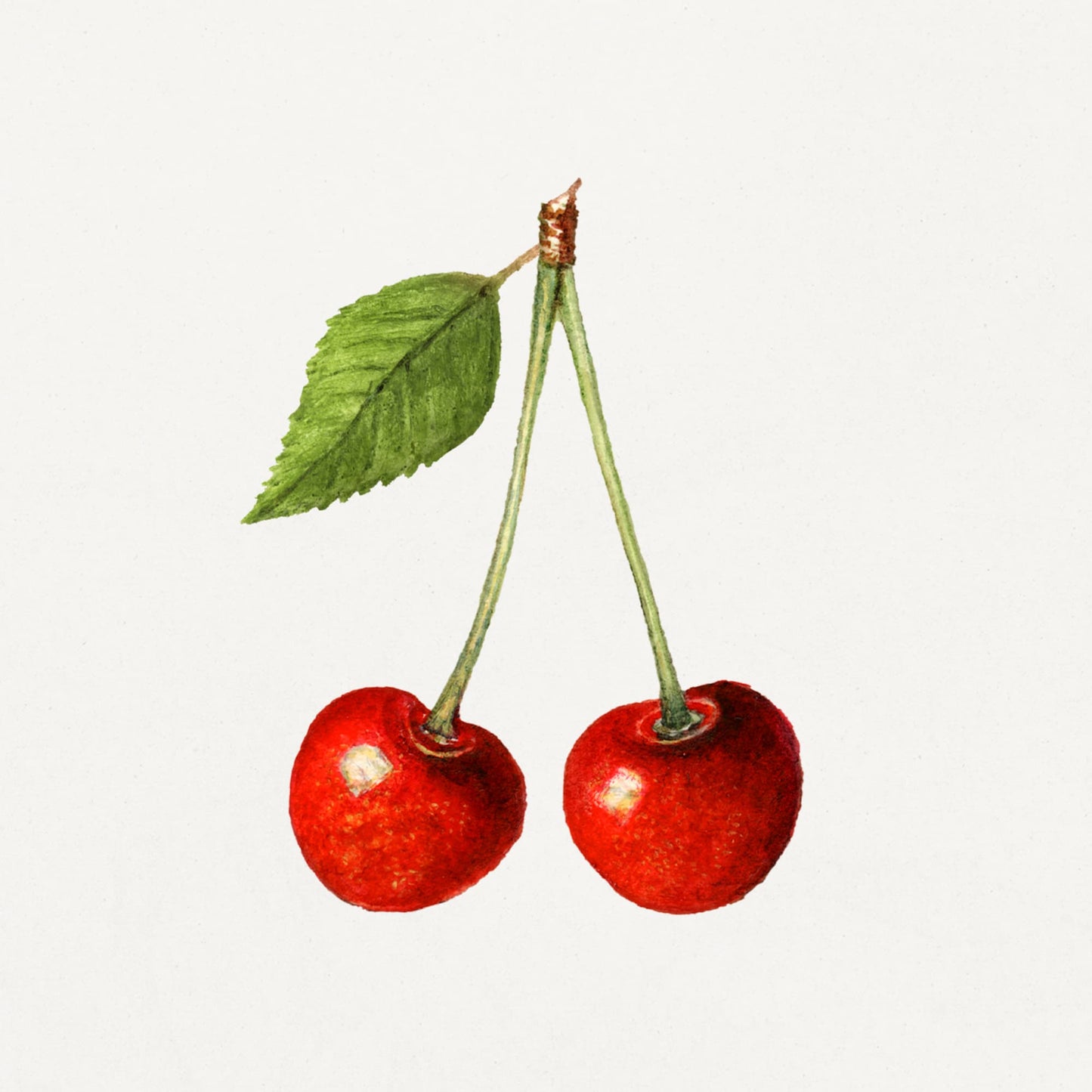 Illustration of two cherries with a green leaf on a white background