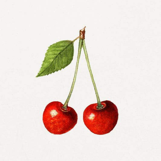 Illustration of two cherries with a green leaf on a white background