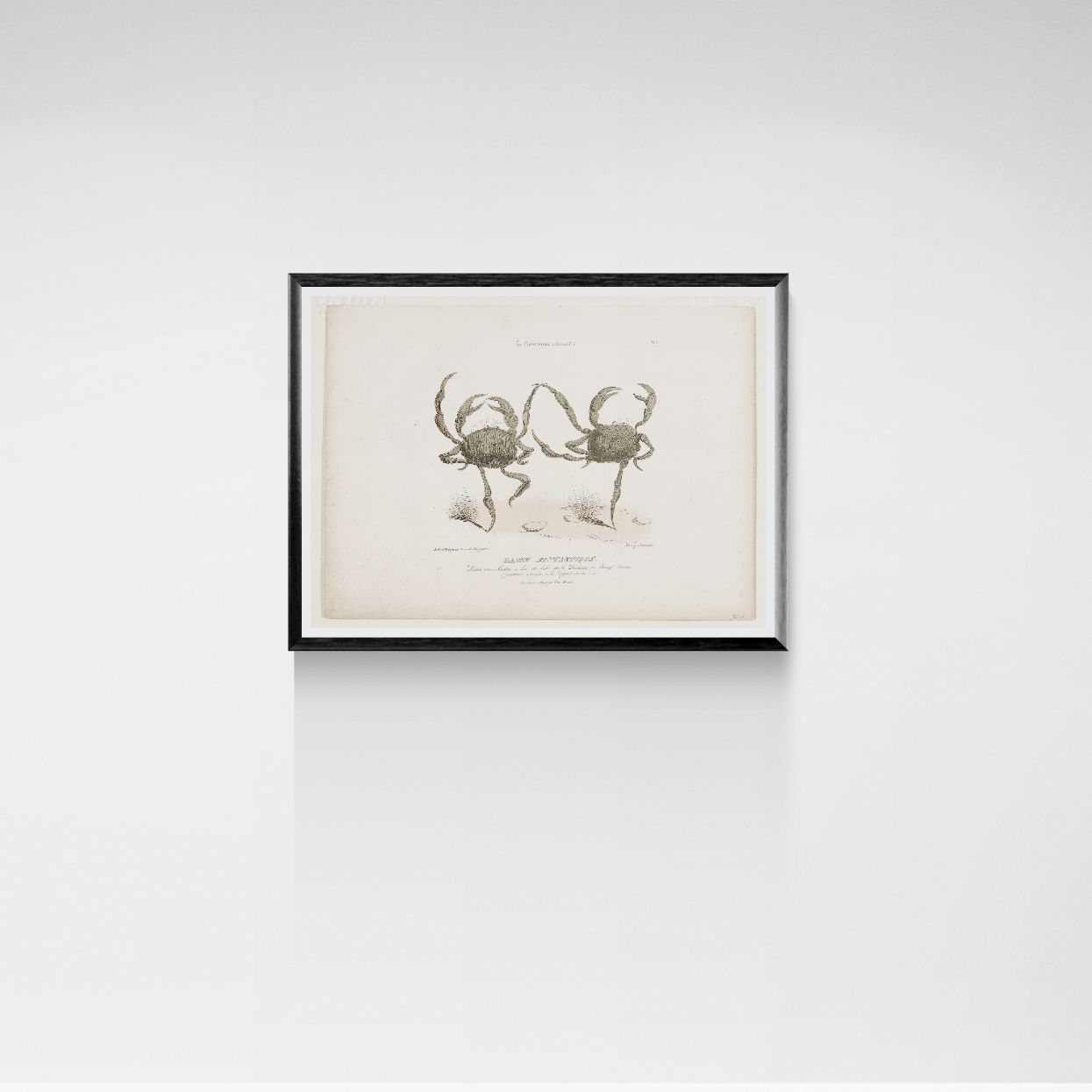 Framed artwork of a crab illustration on a white wall