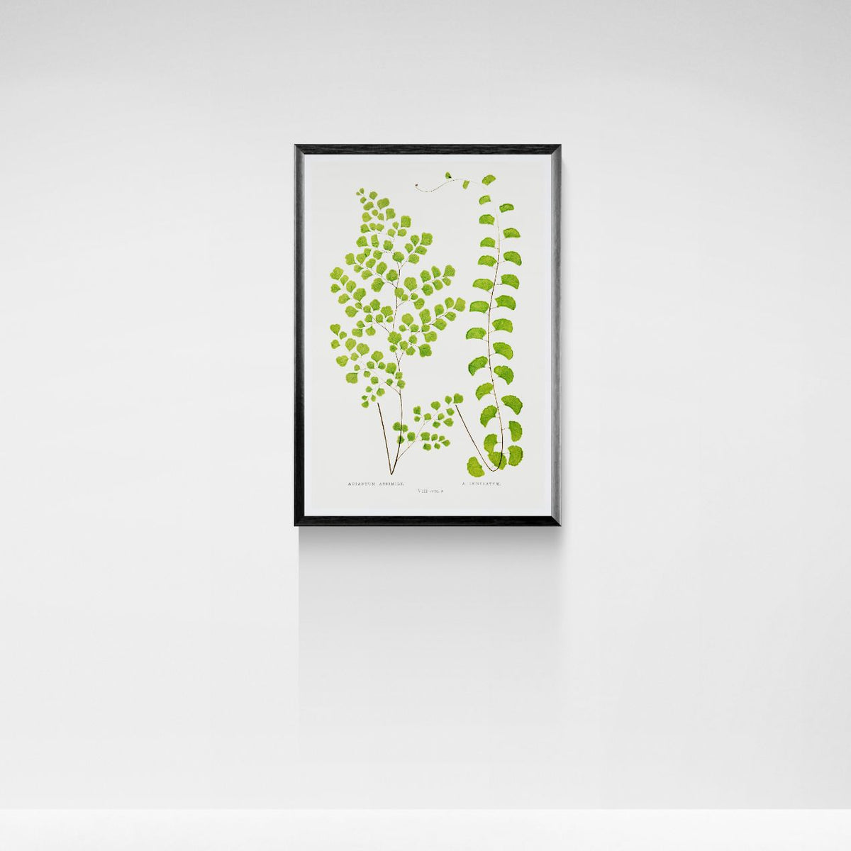 Framed botanical print with green leaves on a white wall