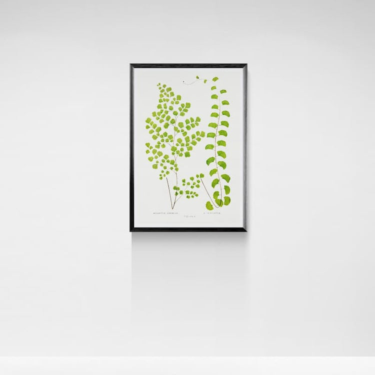 Vintage fern prints - Edward Joseph Lowe | 1800s Victorian Nature Illustration