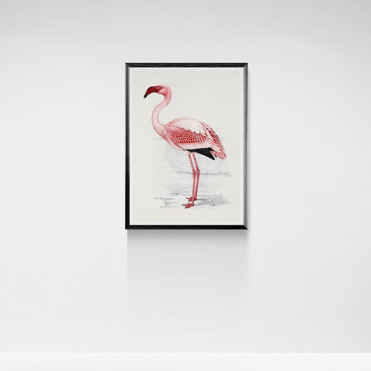 Vintage Flamingo print | C.G. Finch-Davies (c. 1910) Ornithological Art