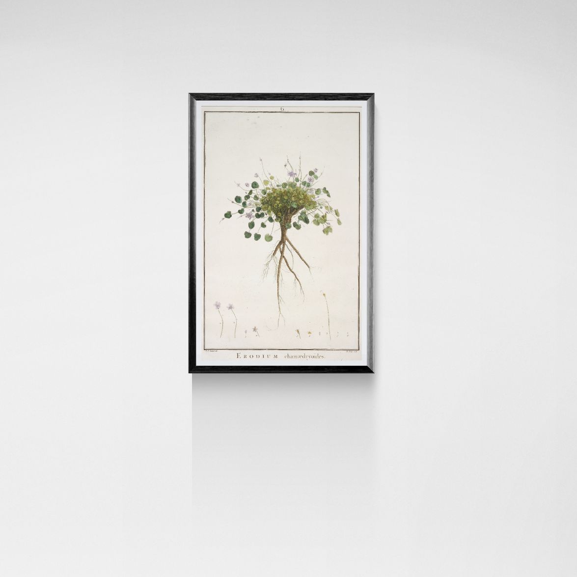 Framed botanical print of a plant on a white wall