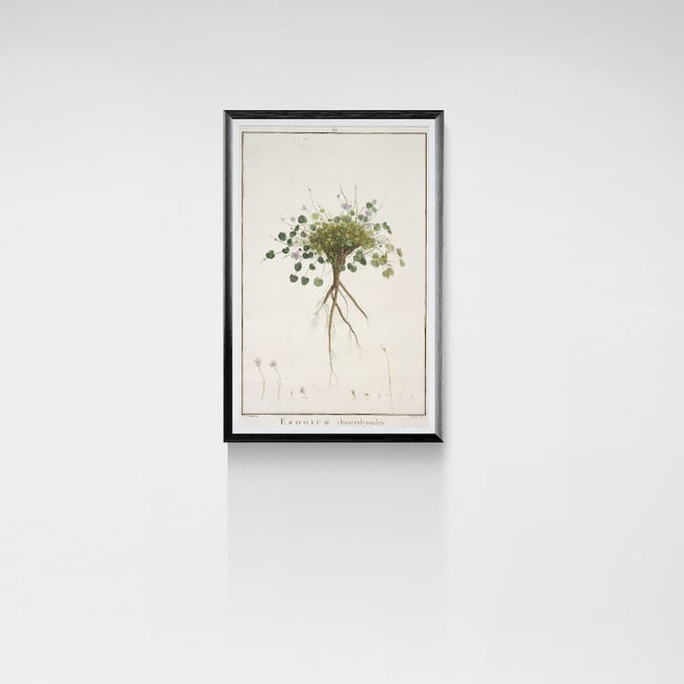 Vintage floral botanical print - Pierre-Joseph Redouté: Erodium (1800s)
