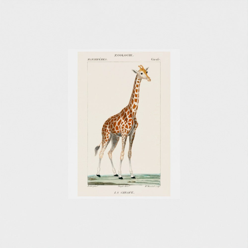 Vintage-style illustration of a giraffe on a plain background