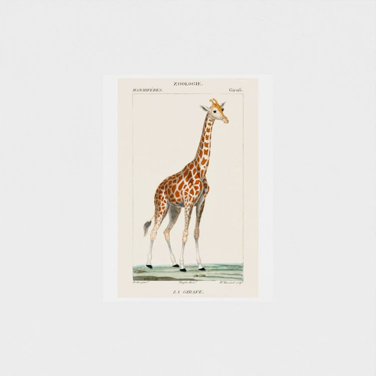 Vintage-style illustration of a giraffe on a plain background
