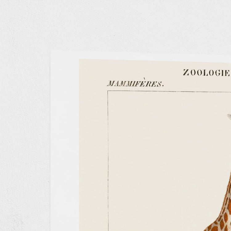 Vintage zoological illustration of a giraffe on a beige background with text.