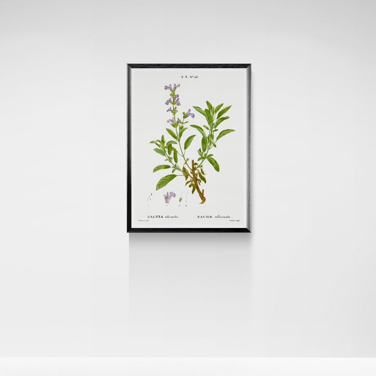 Framed botanical print of a sage plant on a white wall