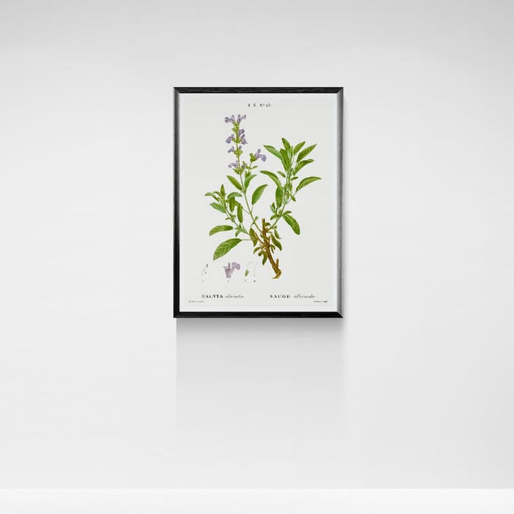 Vintage herb prints - Sage - Pierre-Joseph Redouté (c. 1800)