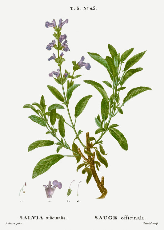 Illustration of a plant with green leaves and purple flowers on a white background