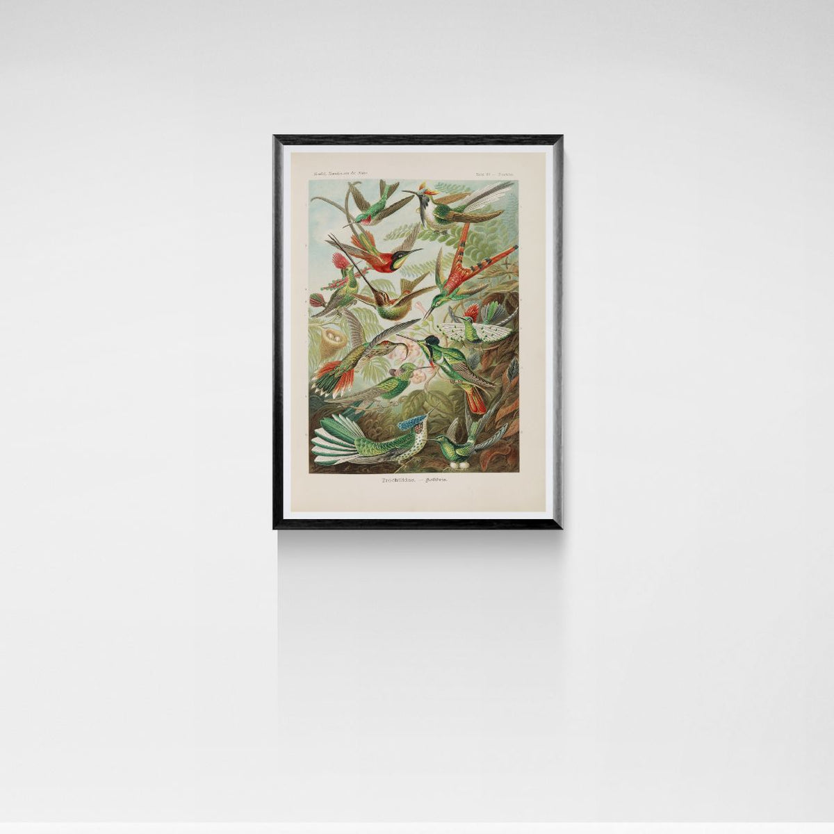 Framed artwork of birds on a white wall