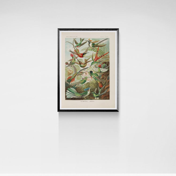 Framed artwork of birds on a white wall