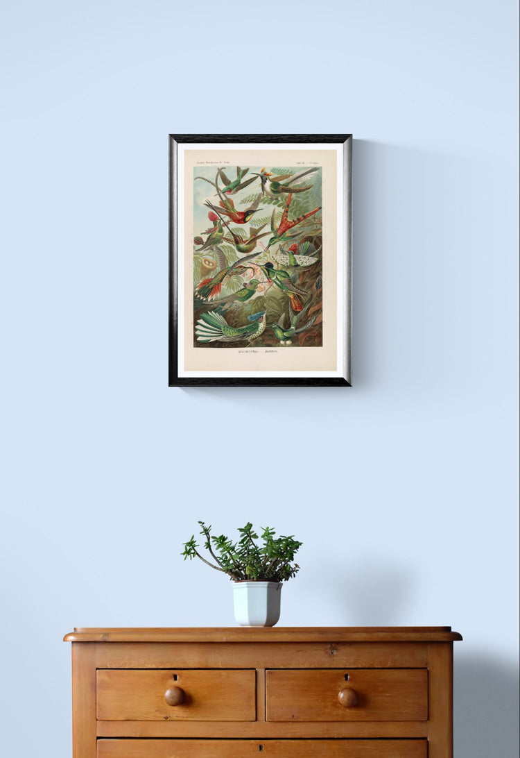 Vintage hummingbird print - Ernst Haeckel (1904)