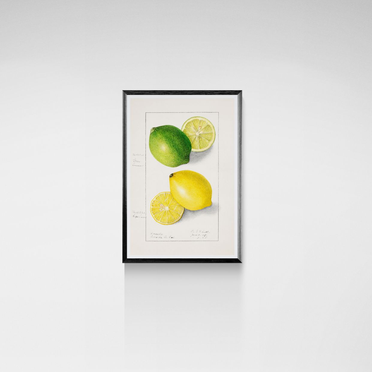 Framed artwork of lemons and limes on a white background