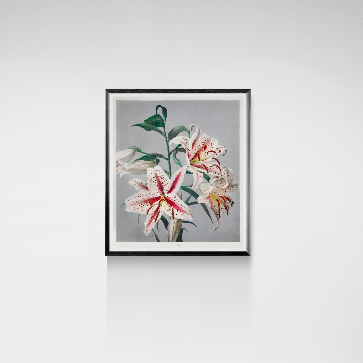 Framed botanical illustration of lilies on a gray background