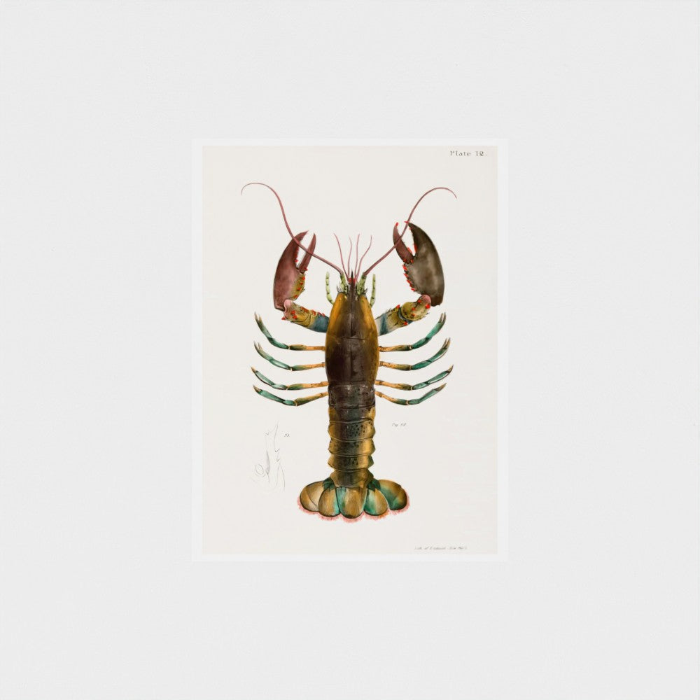 Illustration of a lobster on a white background